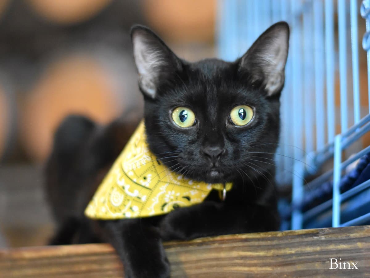 Binx