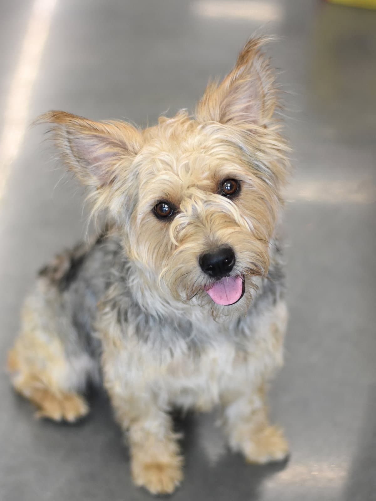 Benji