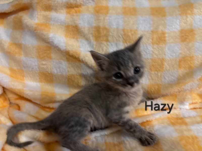Hazy