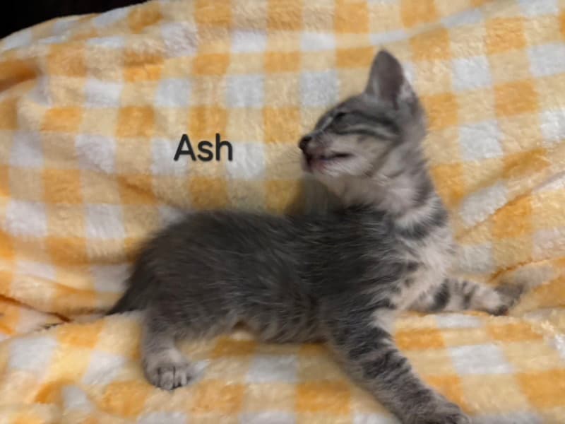 Ash
