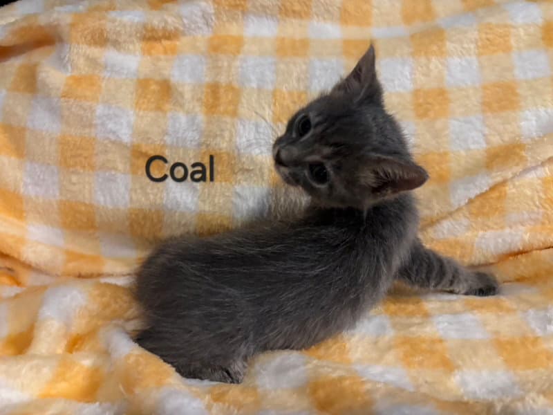 Coal