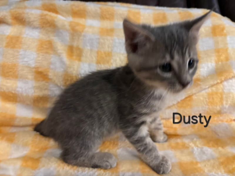Dusty