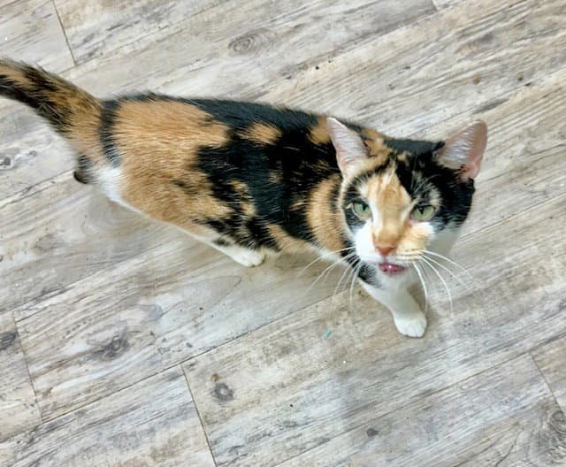 Gwen