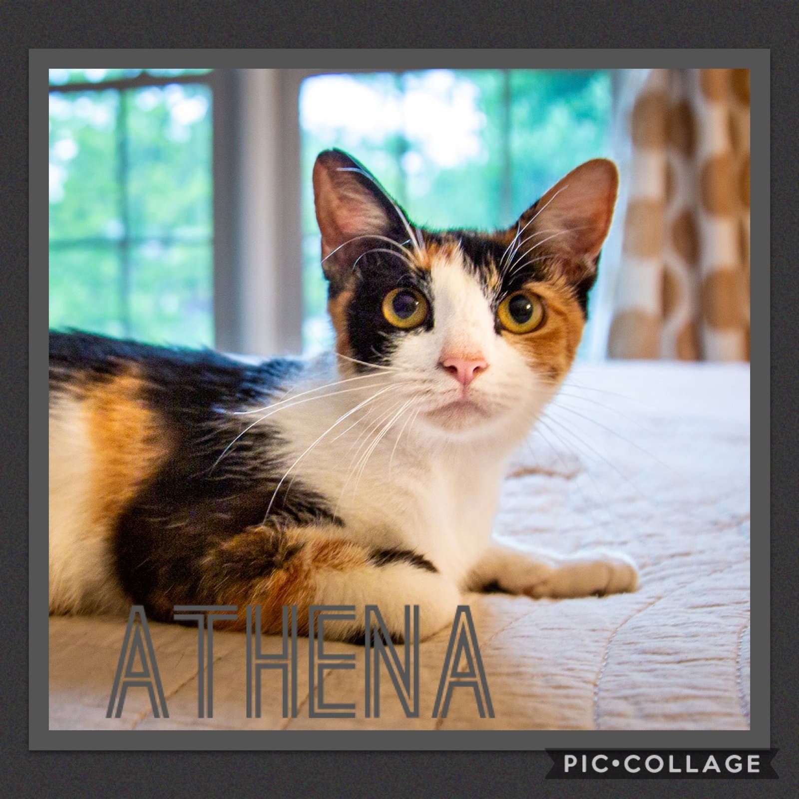 Momma Athena