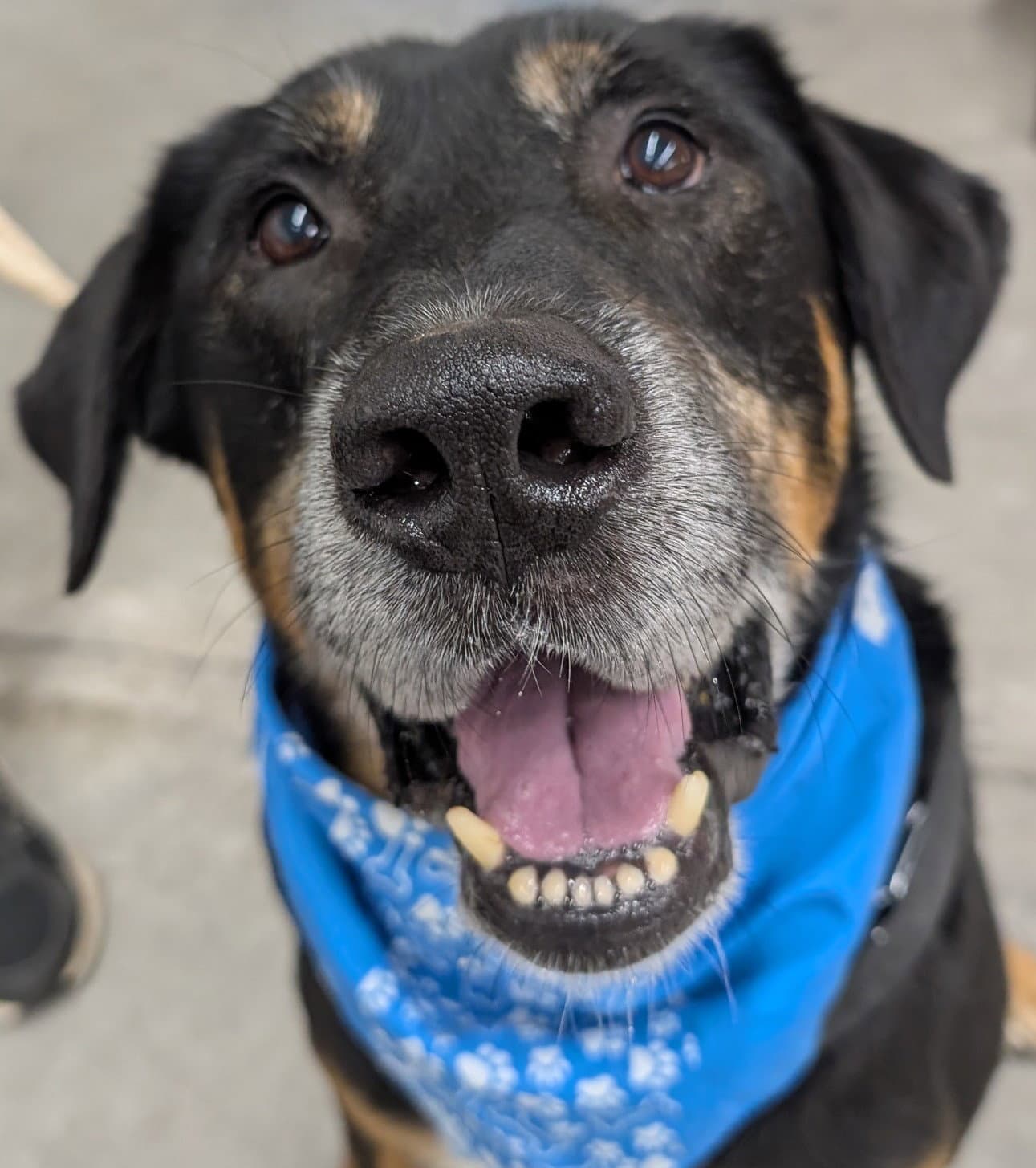 Rubble--Foster needed!