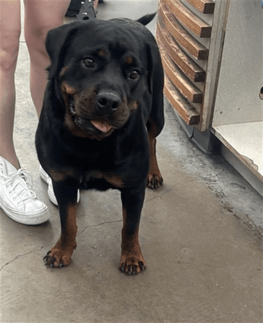 Luna Bear