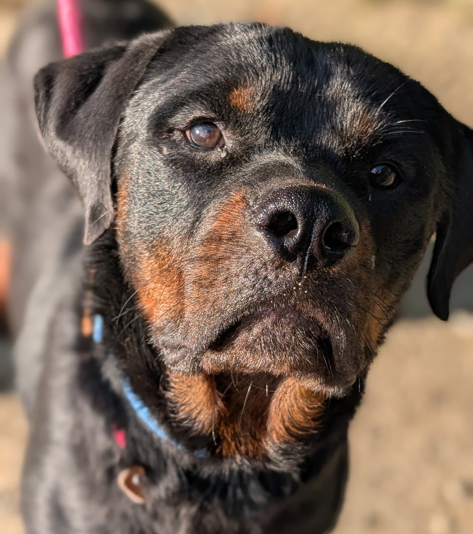 Yogi
