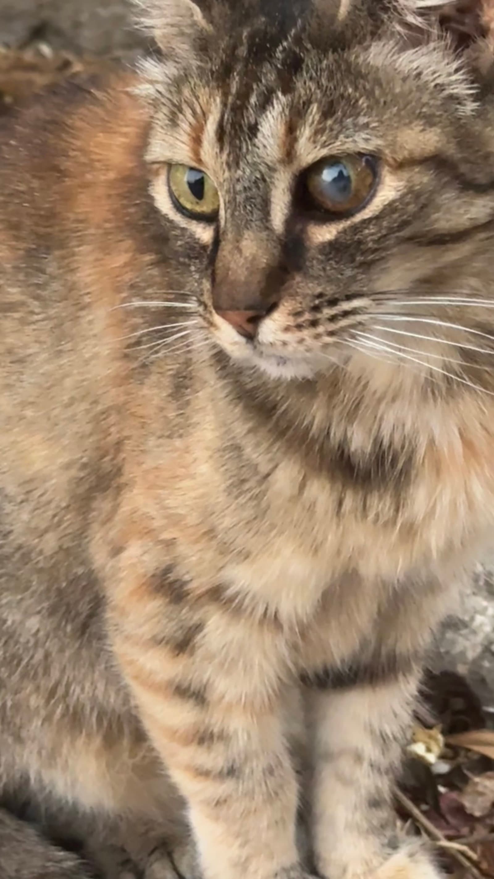 Tia