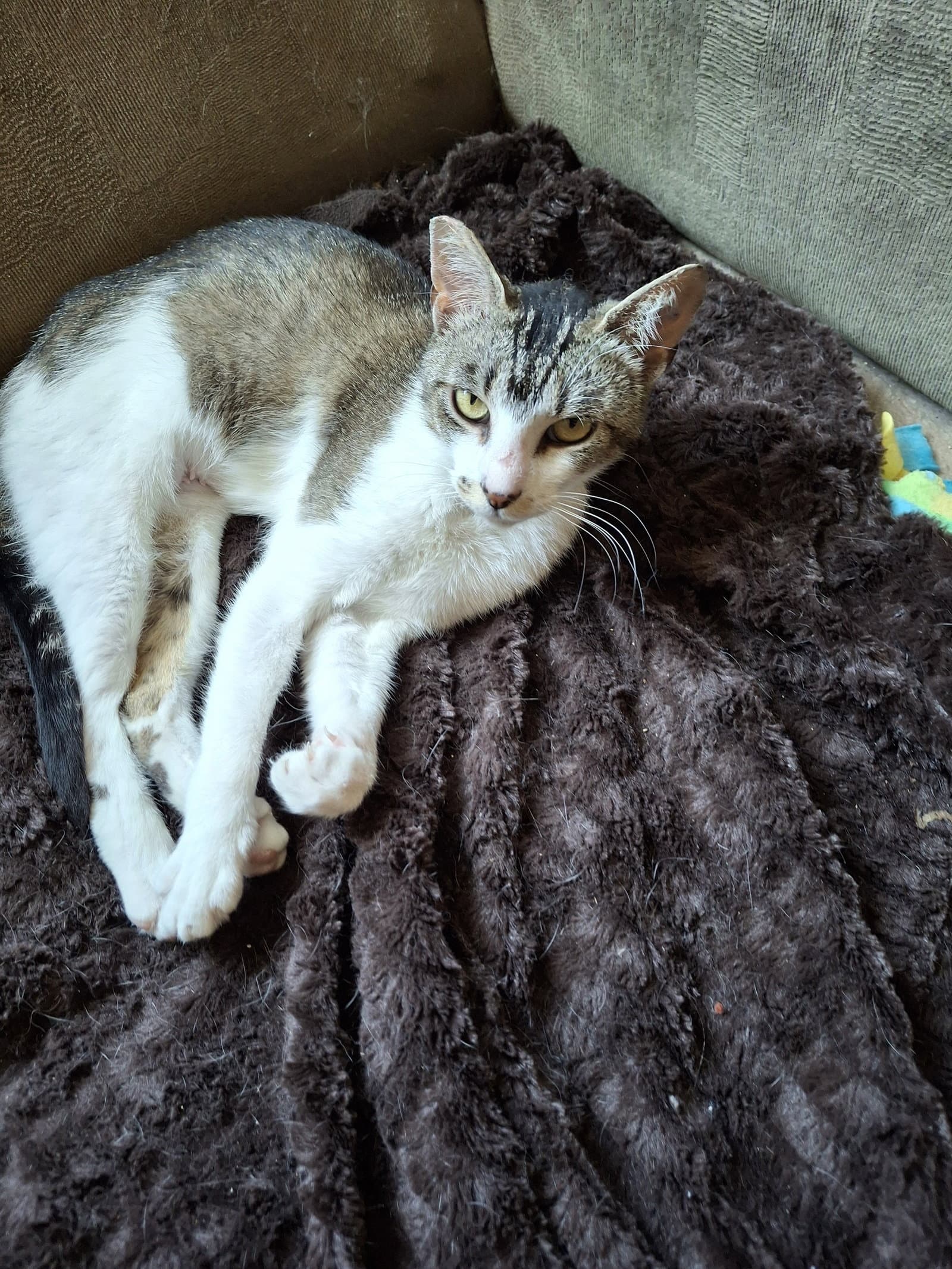 Ziggy