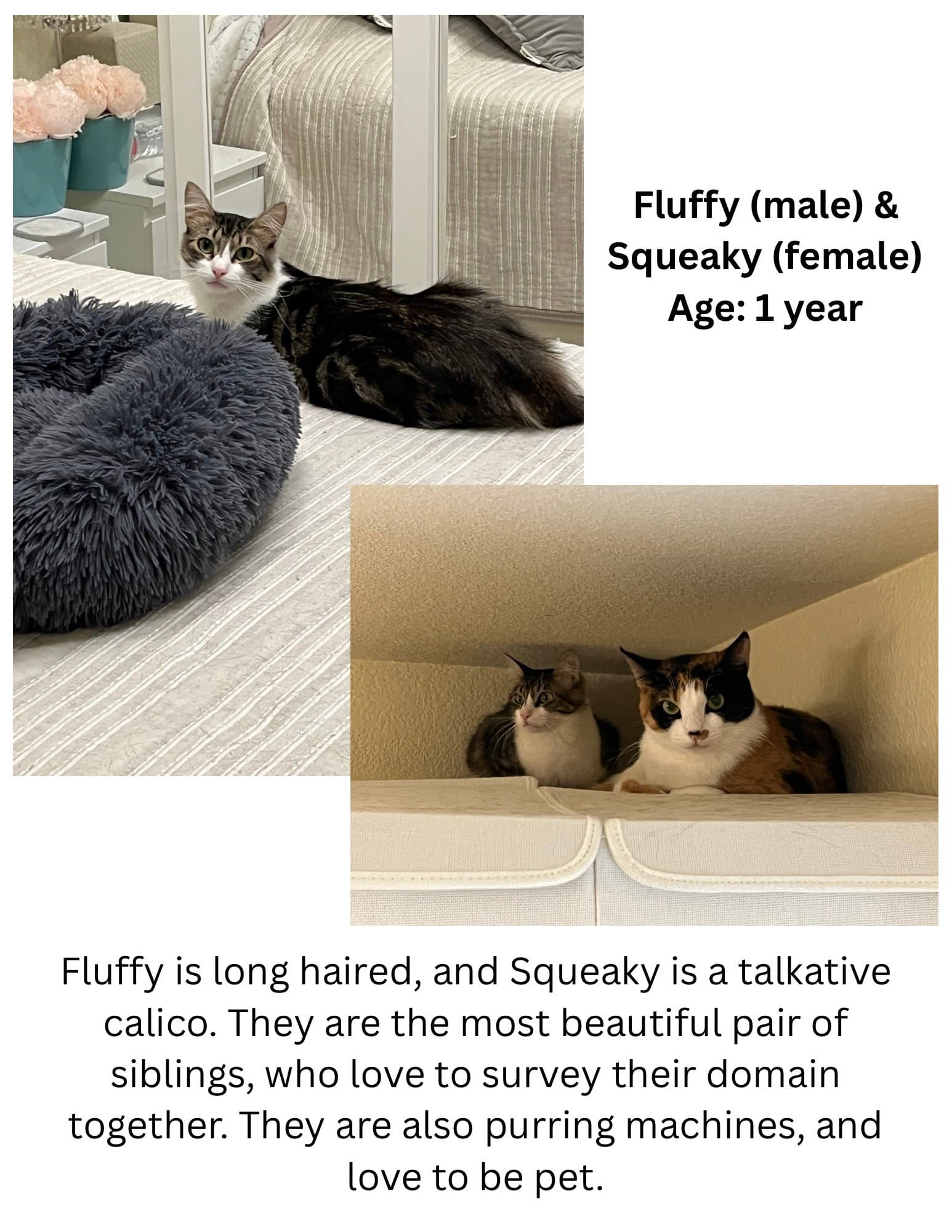 Fluffy and Squeaky Minxie