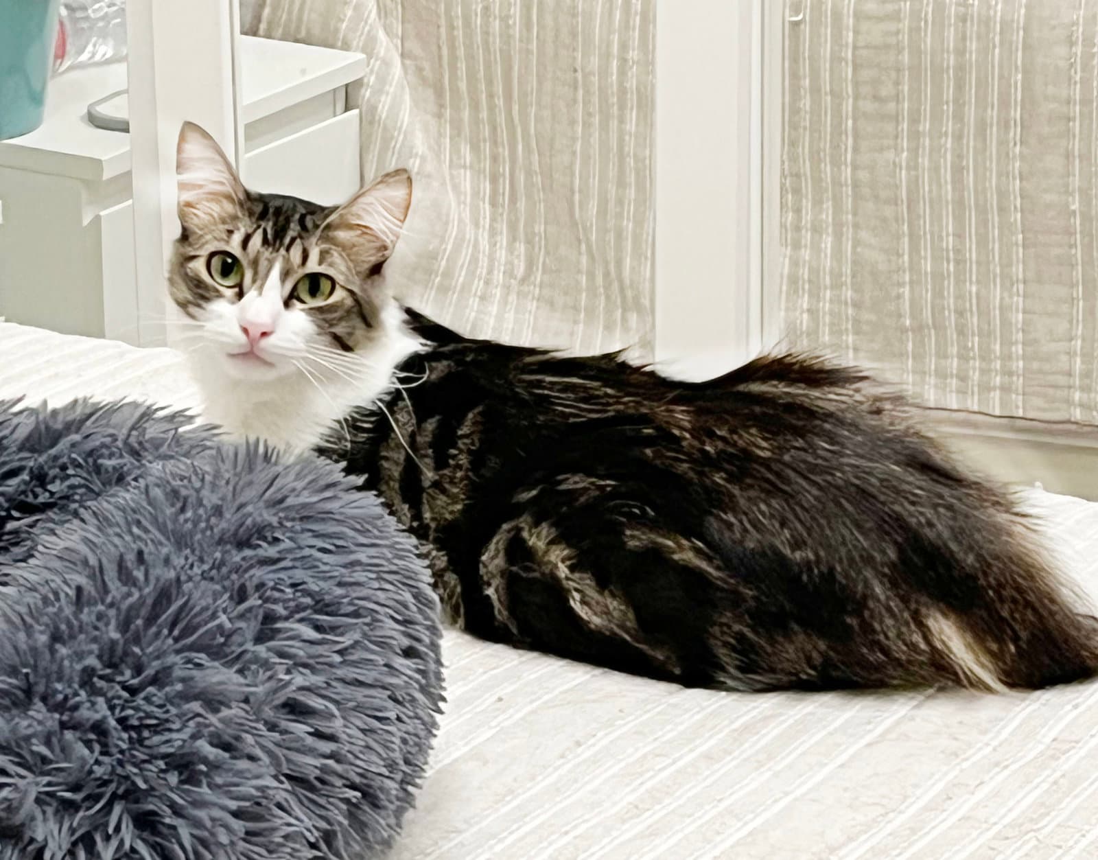 Fluffy and Squeaky