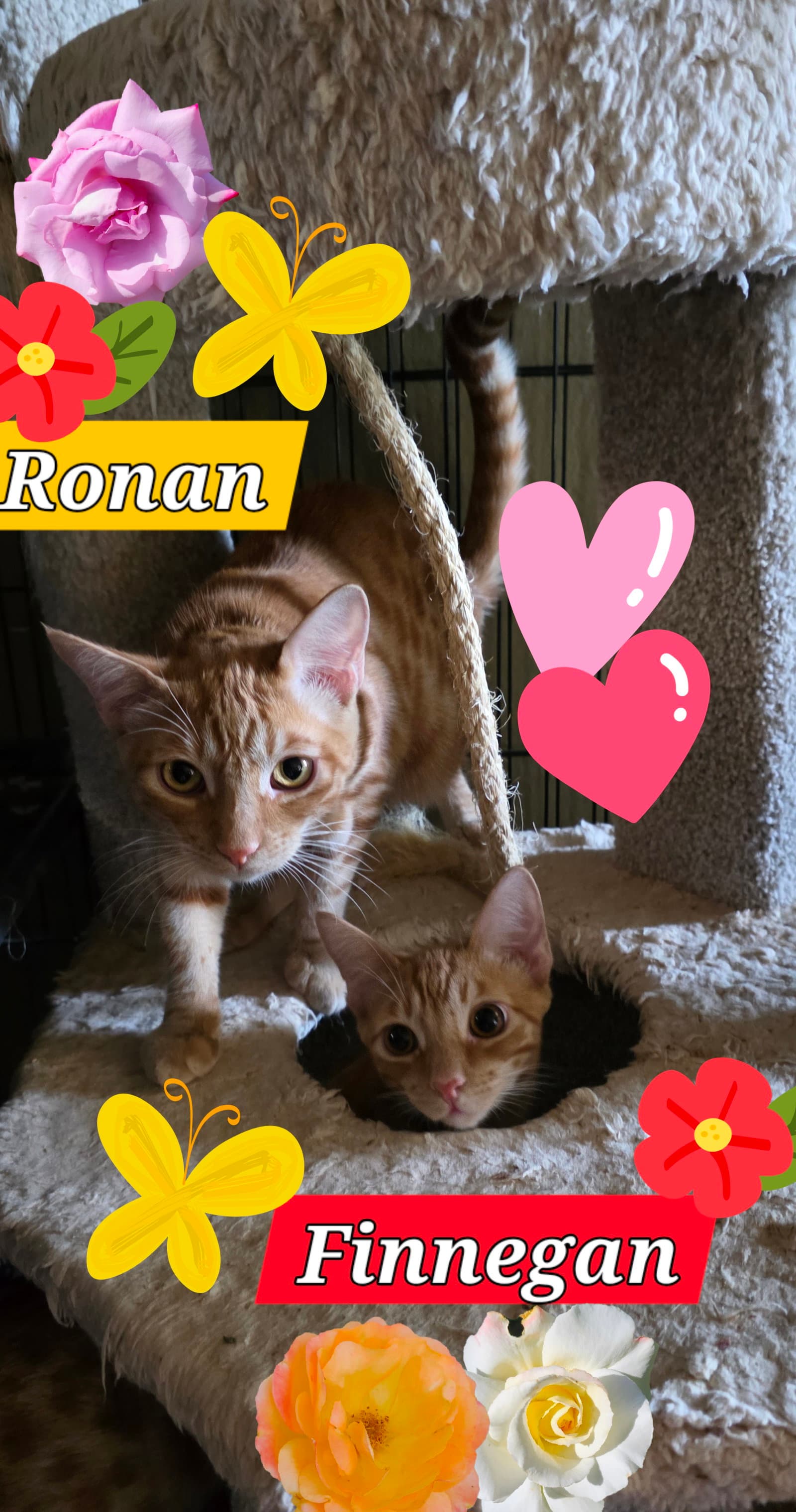 Ronan and Finnegan