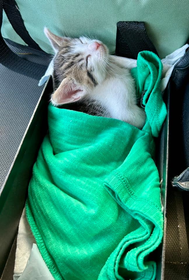 Little Papa, Milo, Little Angel, and Leo