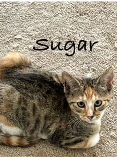 Sugar