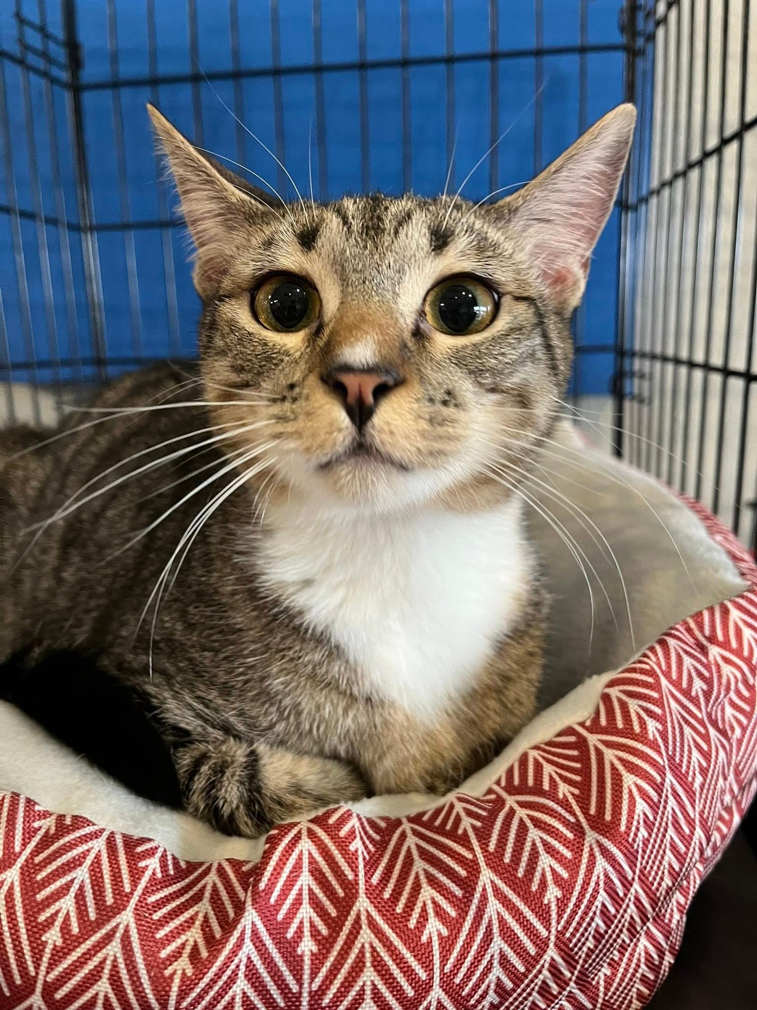 Mittens