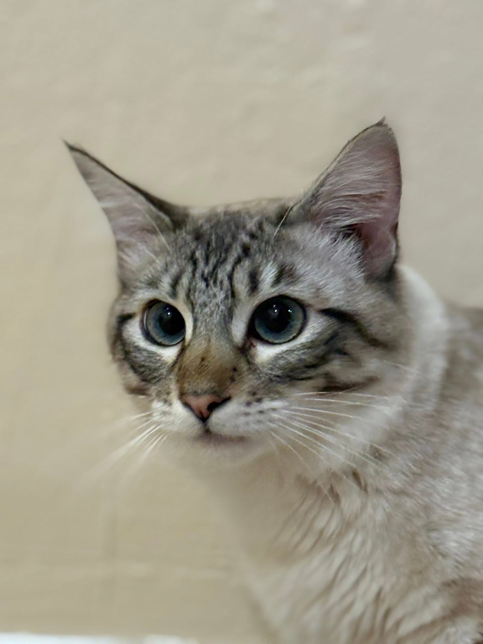 Cleo (adopt with Hidden)