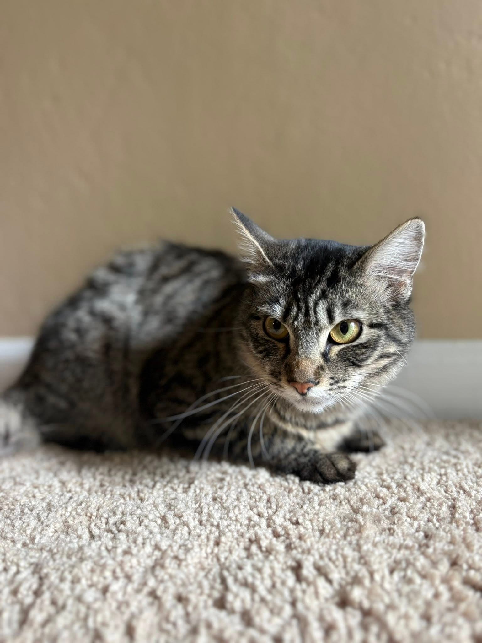 Hidden (adopt with Cleo)