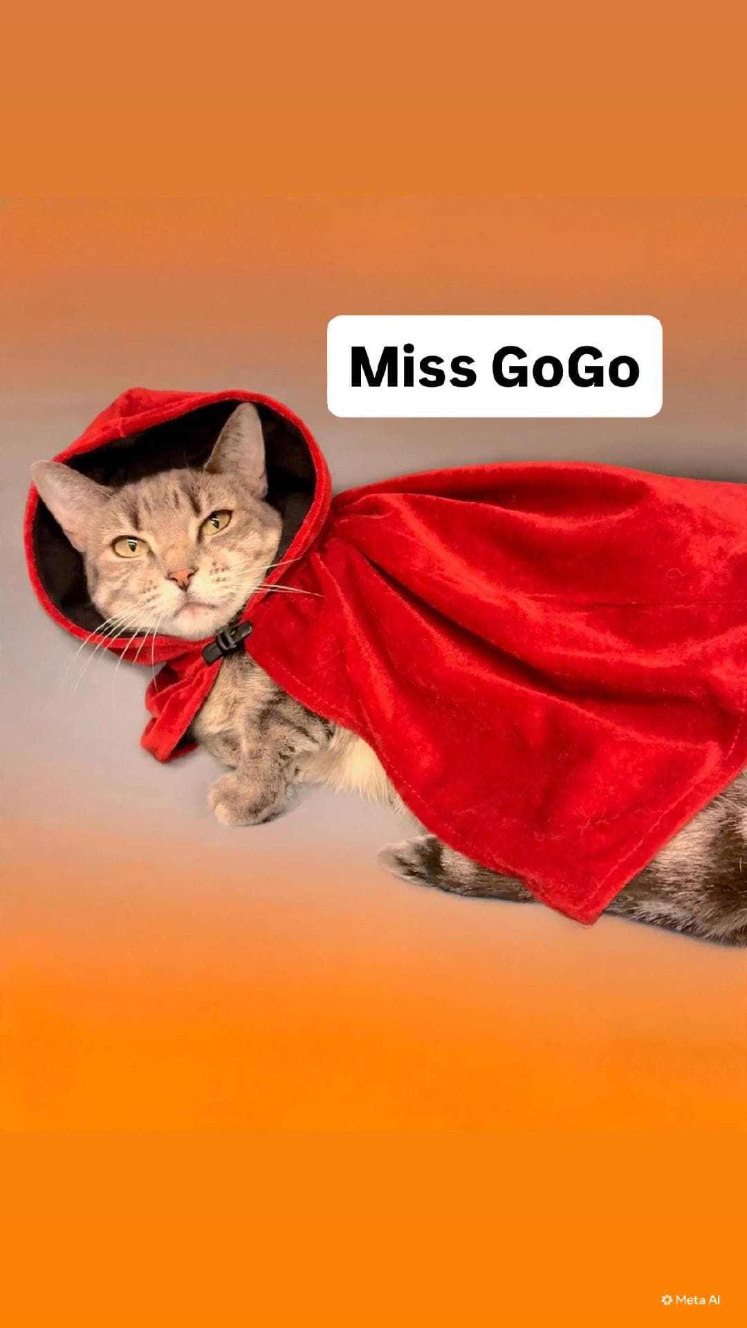 Miss GoGo at Martinez Pet Food Express  Oct 3rd
