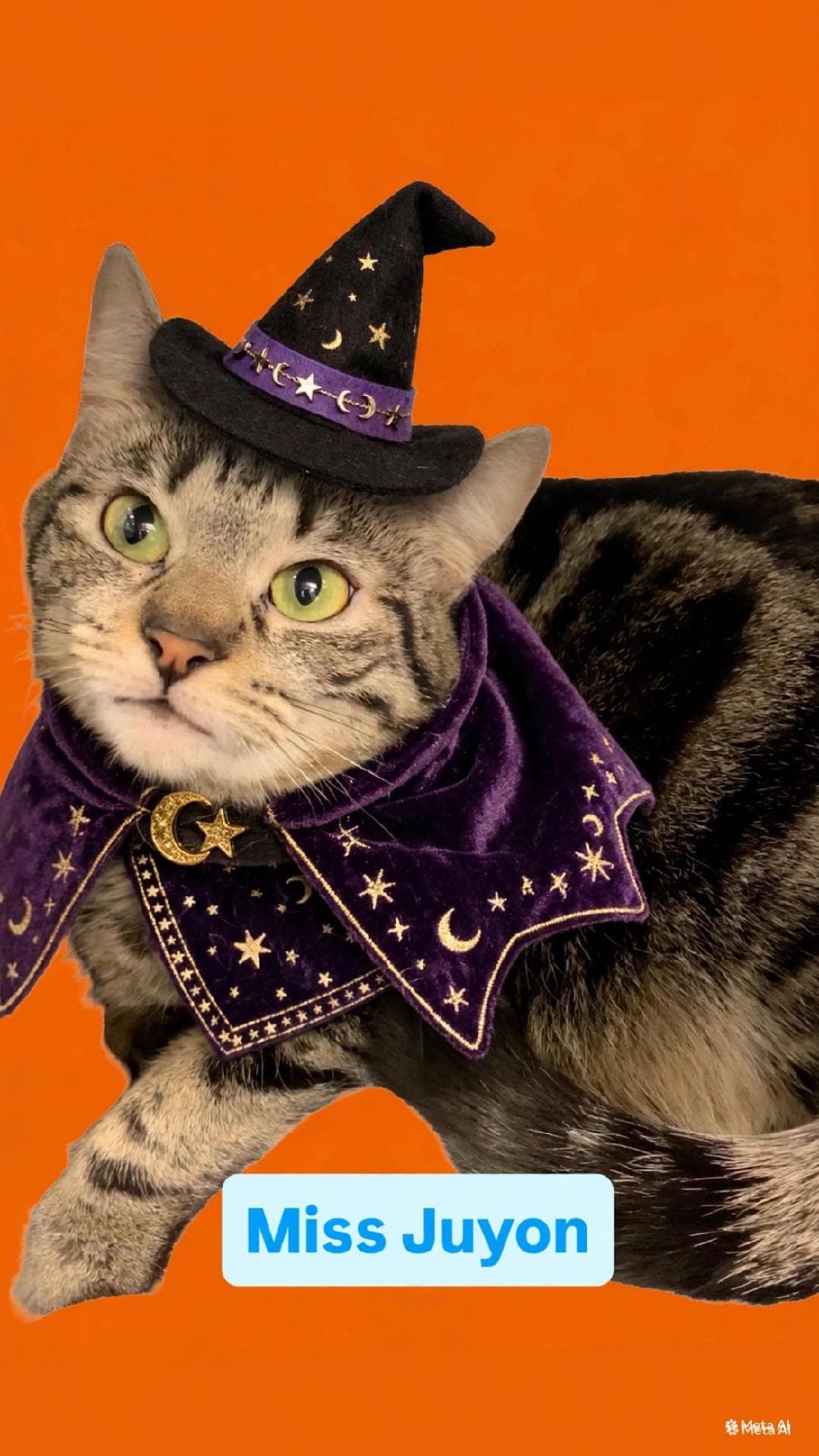 Miss Juyon at Martinez Pet Food Express Oct 3rd