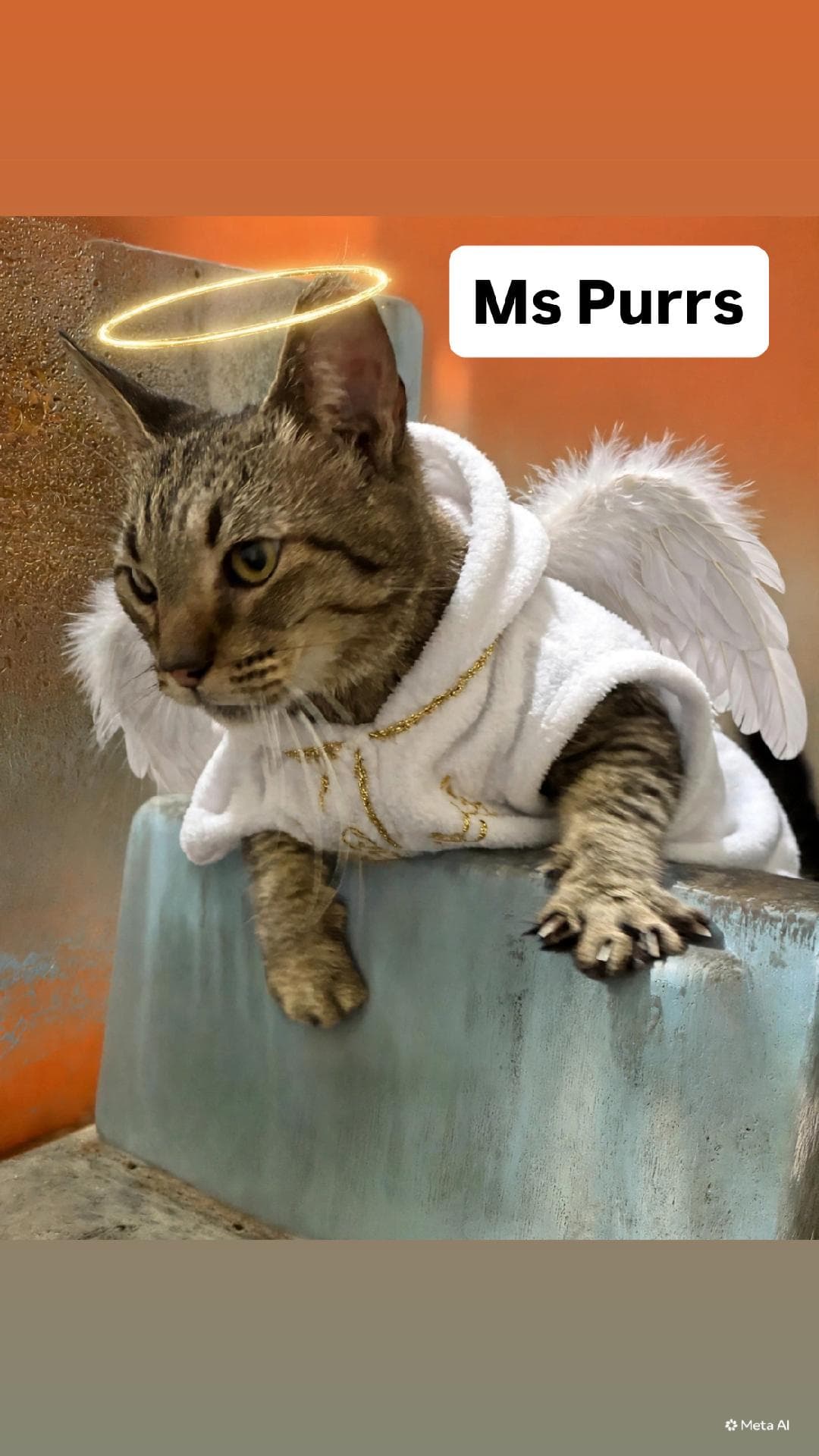 Ms Purrs at Martinez Pet Food Express  Oct 3rd