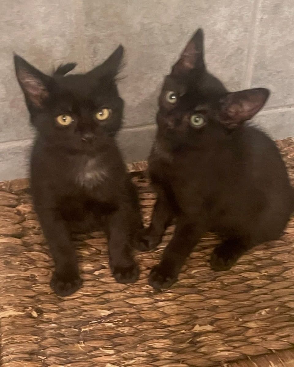 Ace and Axel