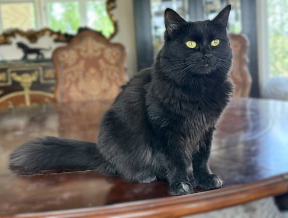 Elvira