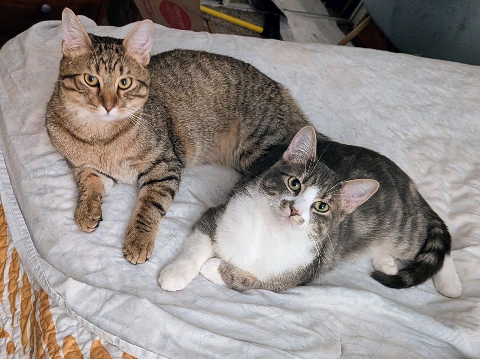 Toasty and Gordy