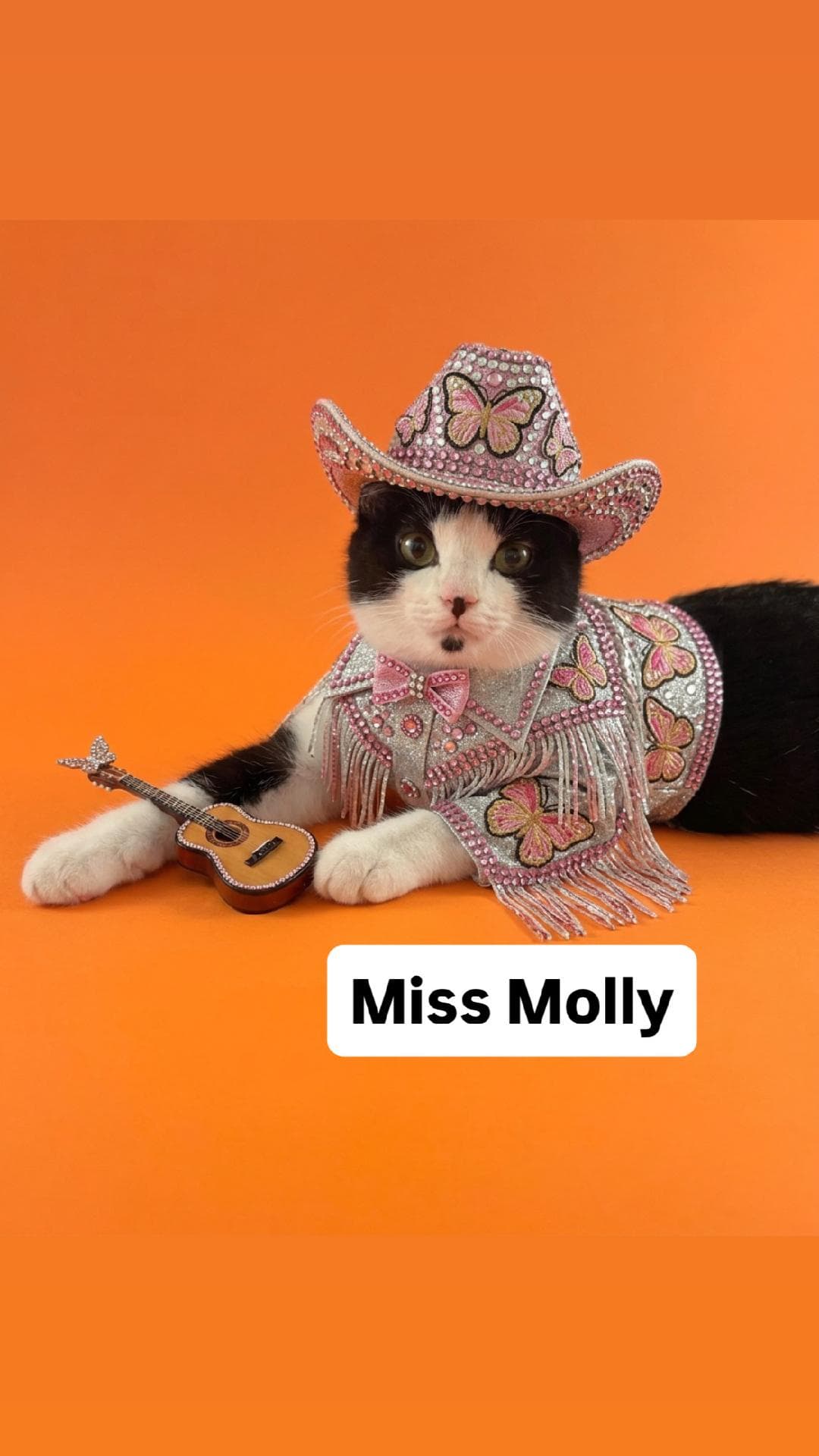 Miss Molly Kitten at Martinez PFE October 10th