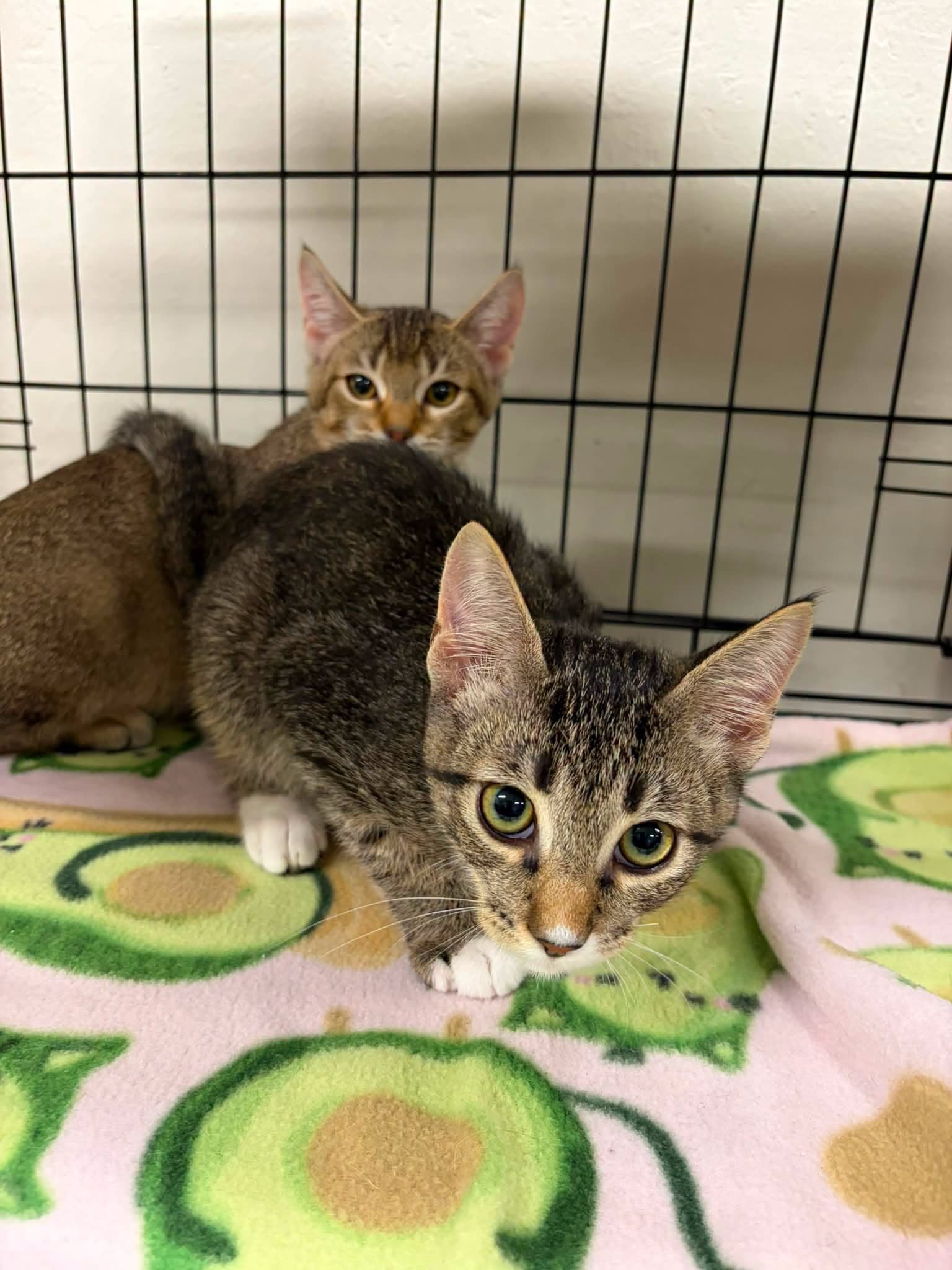 Carl and Princess Donut