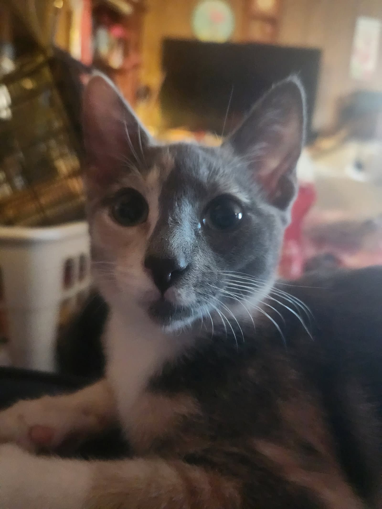Prissy