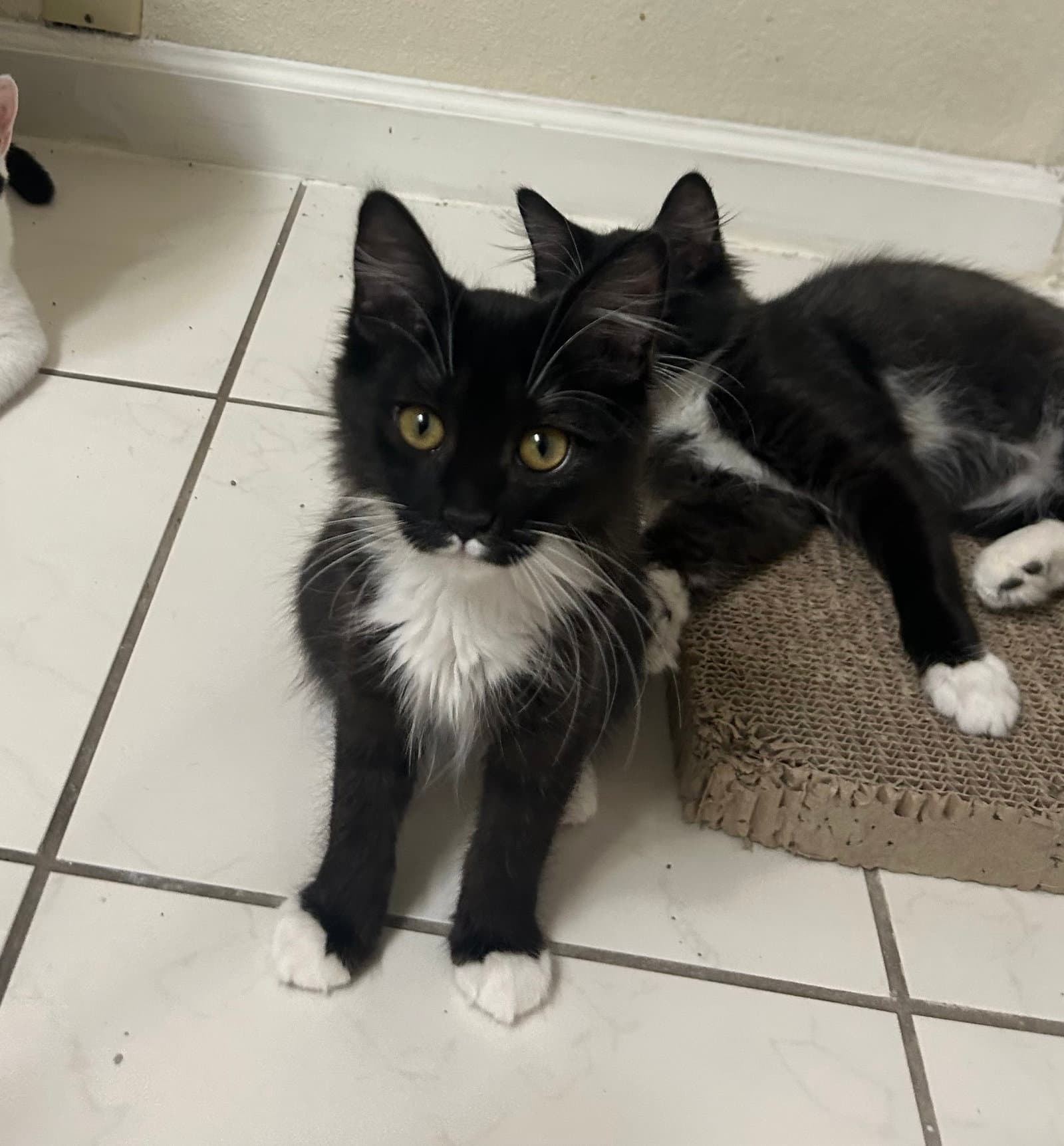 Sundae & Cookie