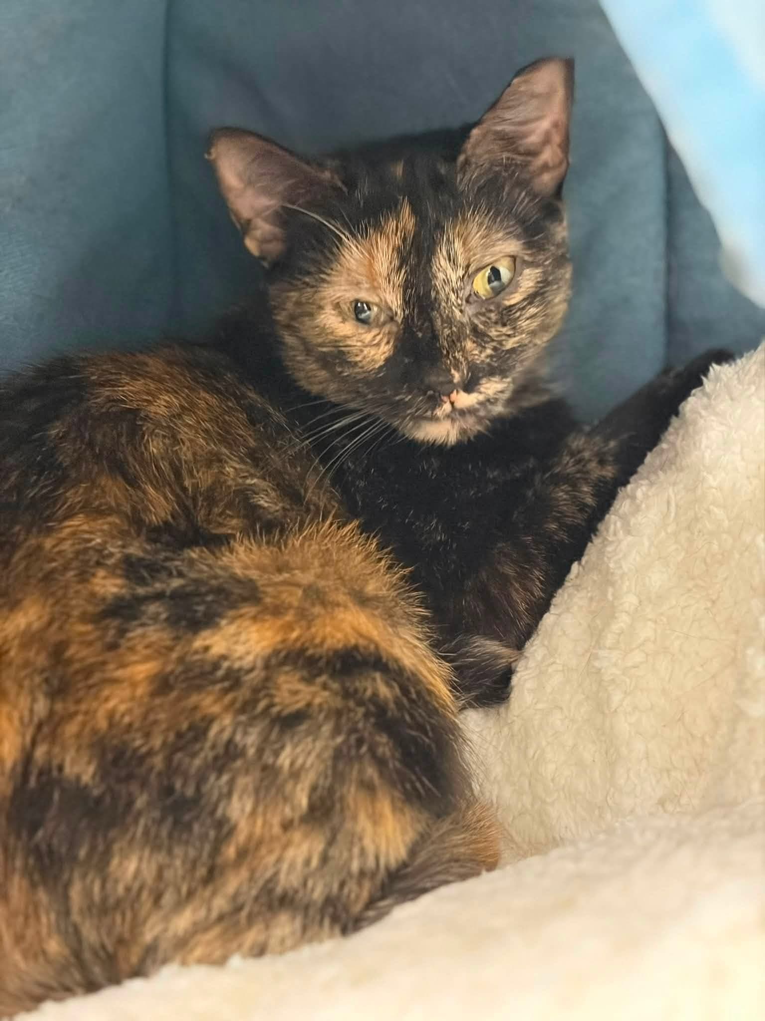 Belle (and Sebastian)
