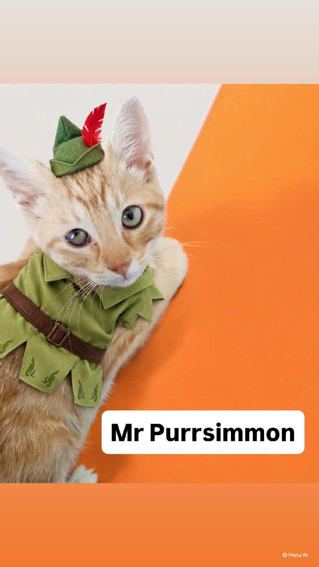Mr Purrsimmon Kitten Martinez PFE  10/3