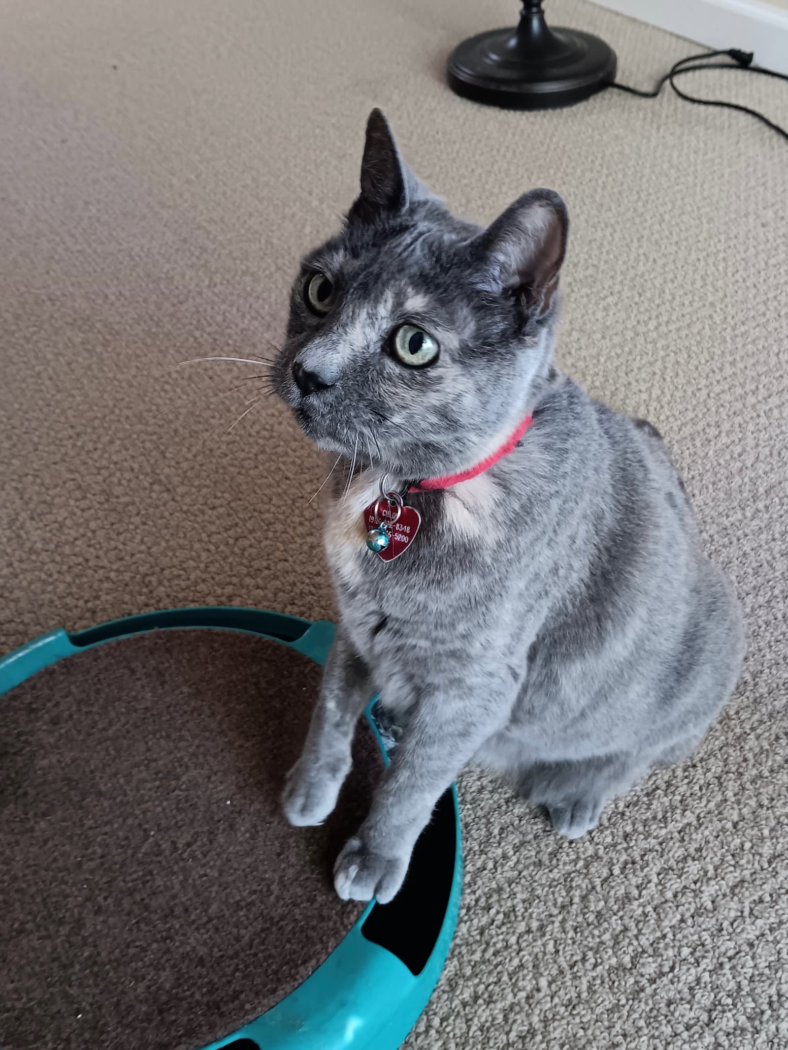 Chloe