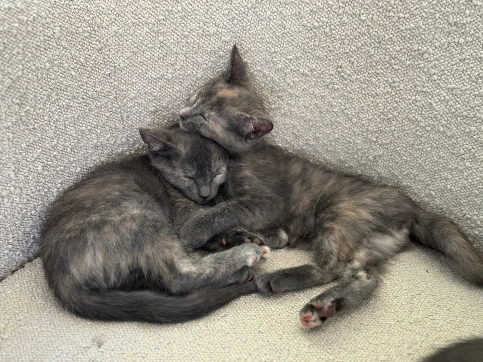 Maise and Molly
