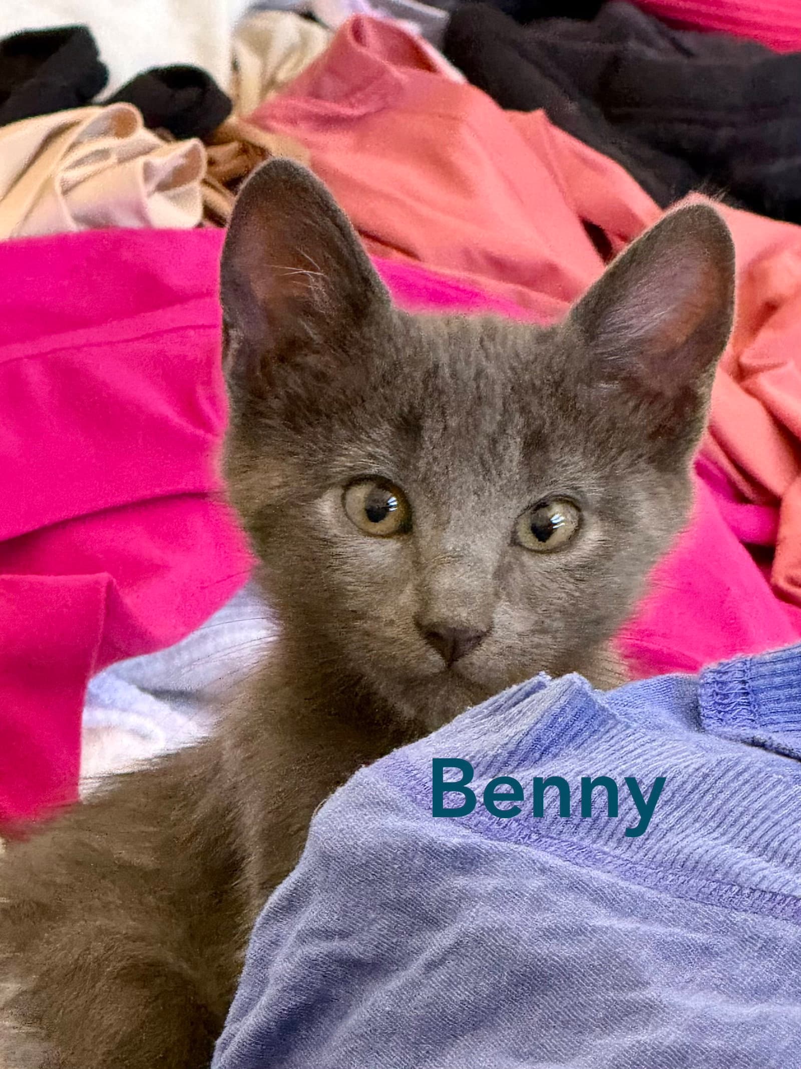 Benny
