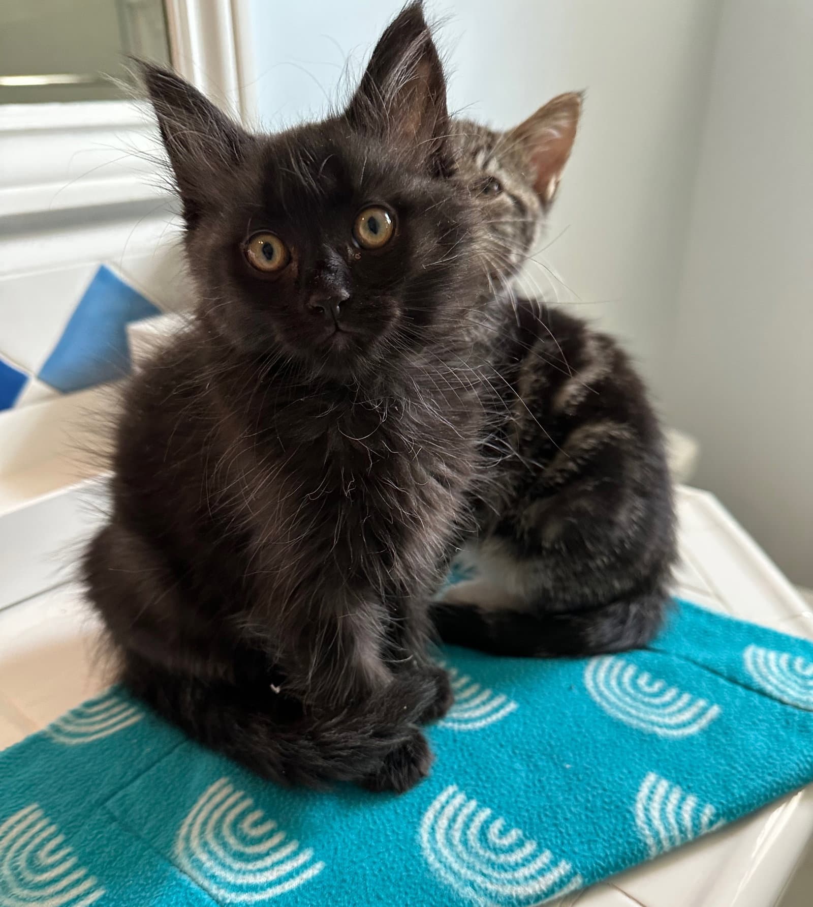 Licorice & Lola