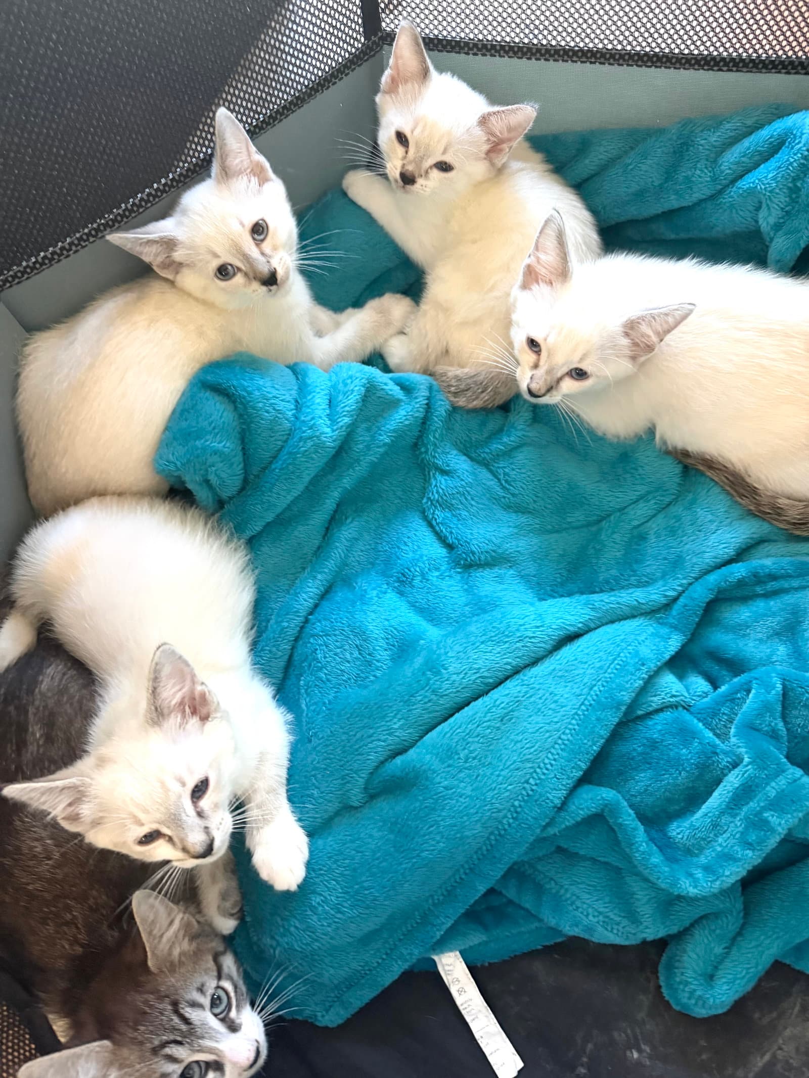 Weston, Frank, Frost and Snowy