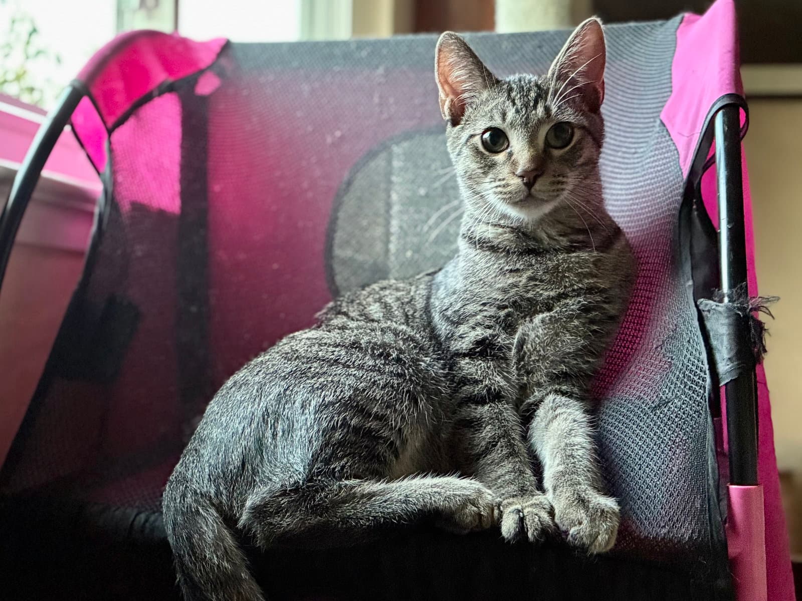 Tabby Boy