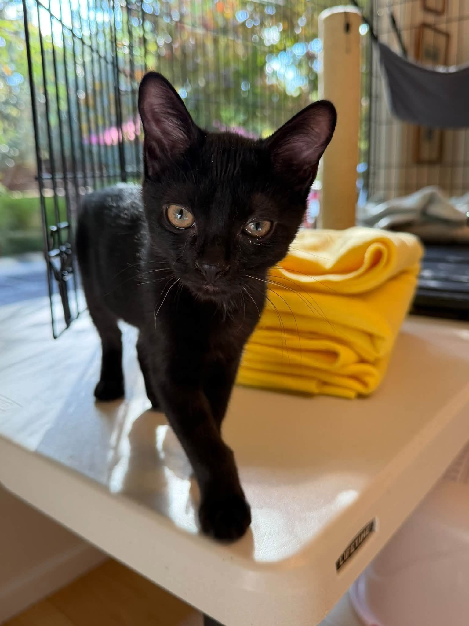 Kahlua