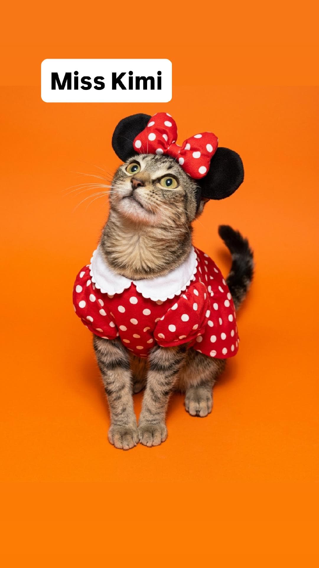 Miss Kimi Kitten  Martinez Pet Food Express Oct 10