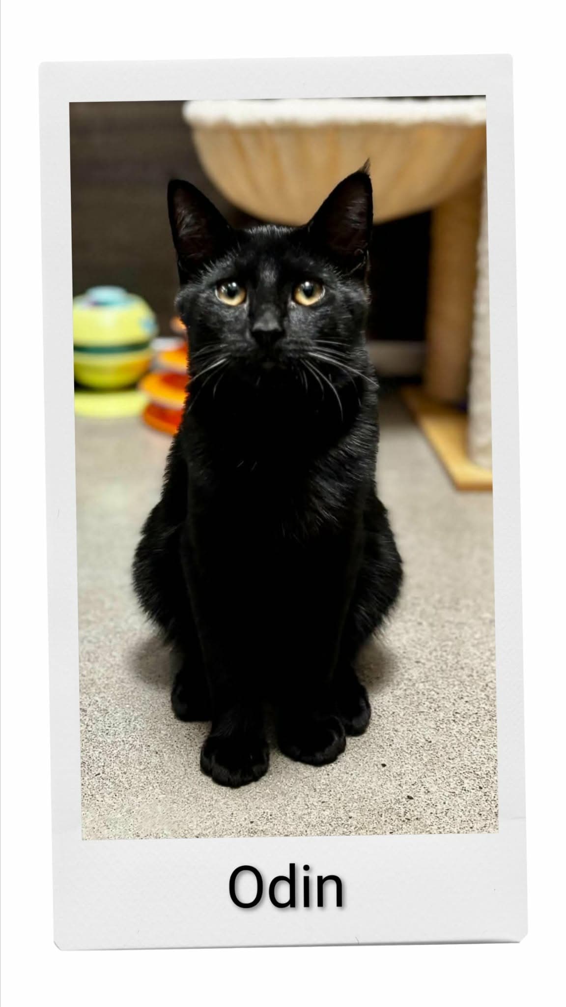 Odin