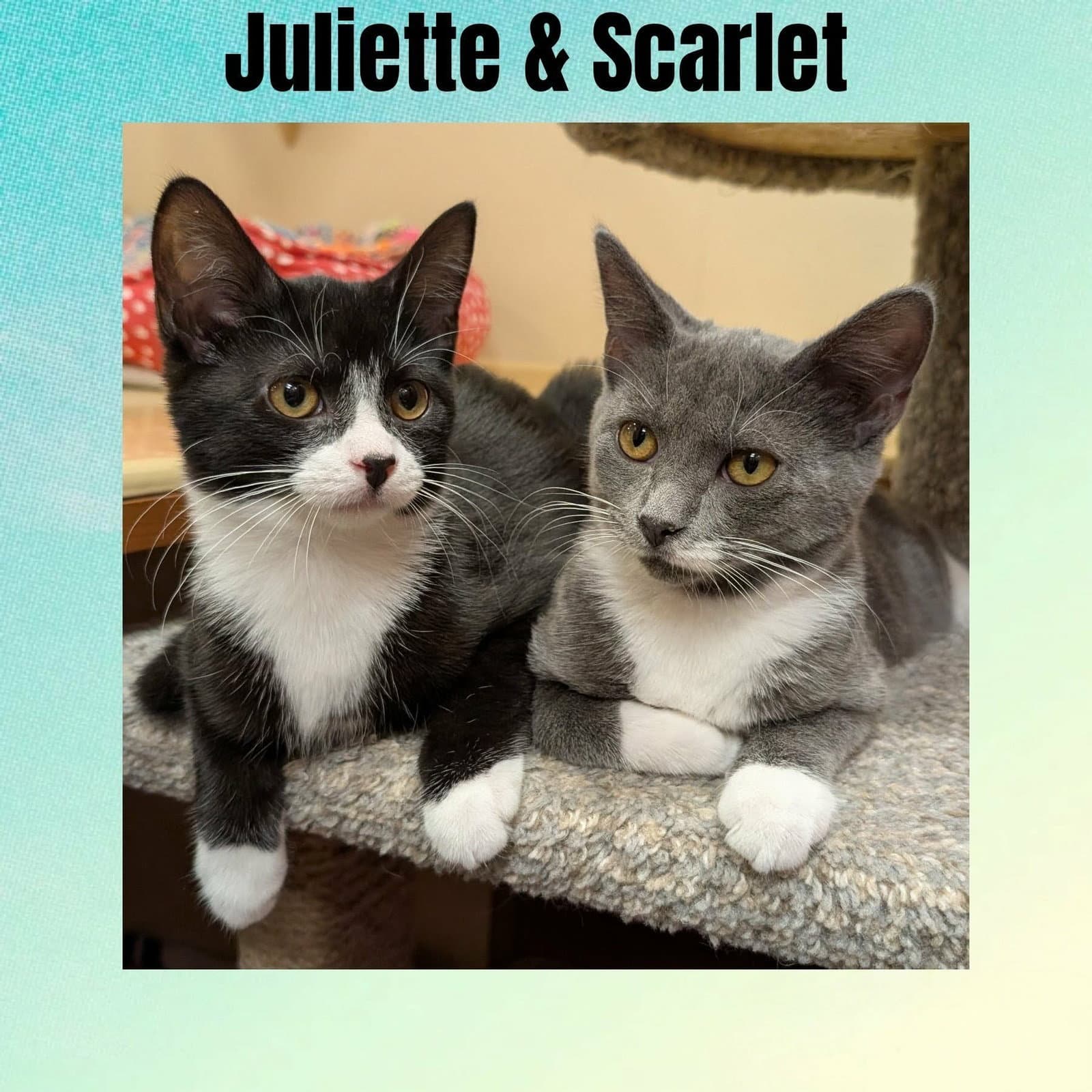 Scarlet & Juliette