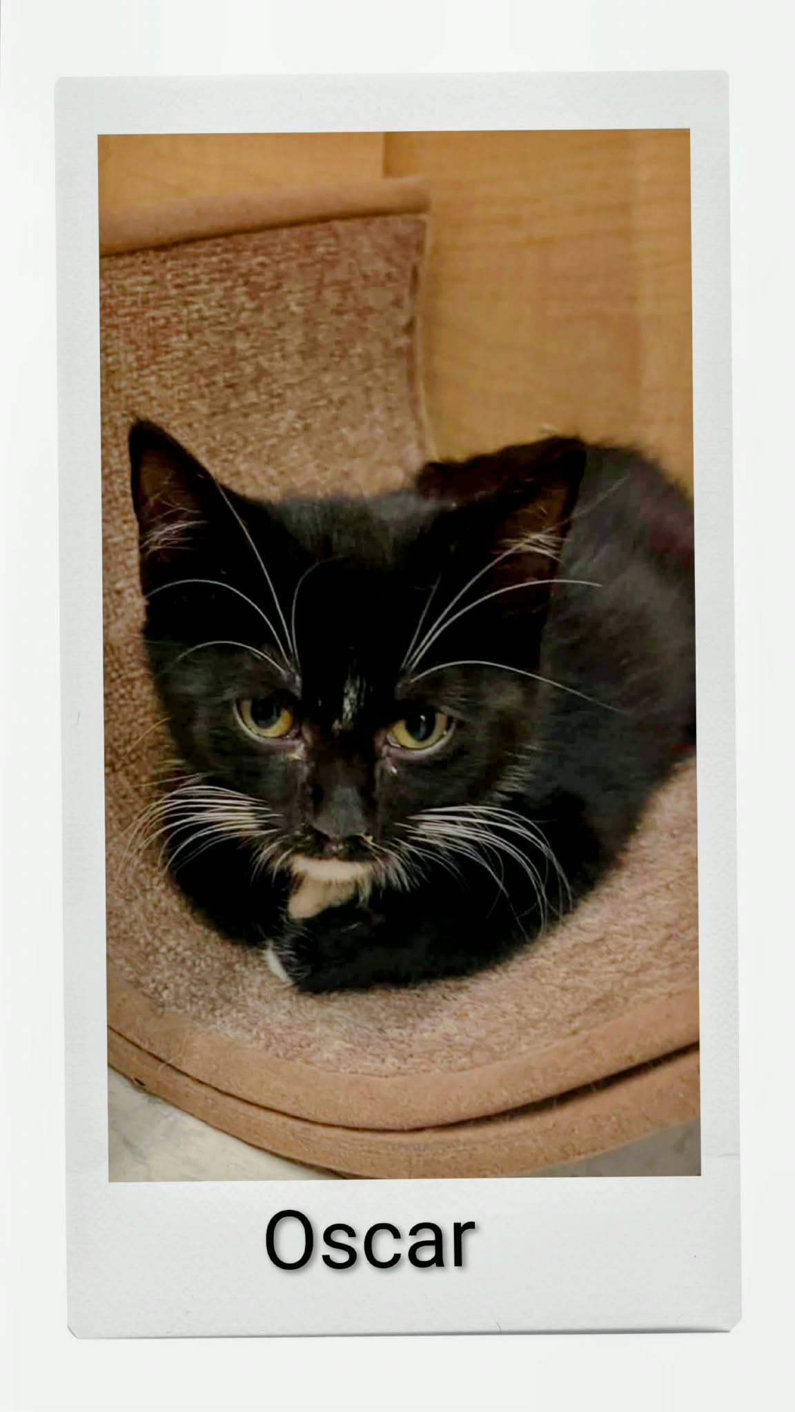 Oscar