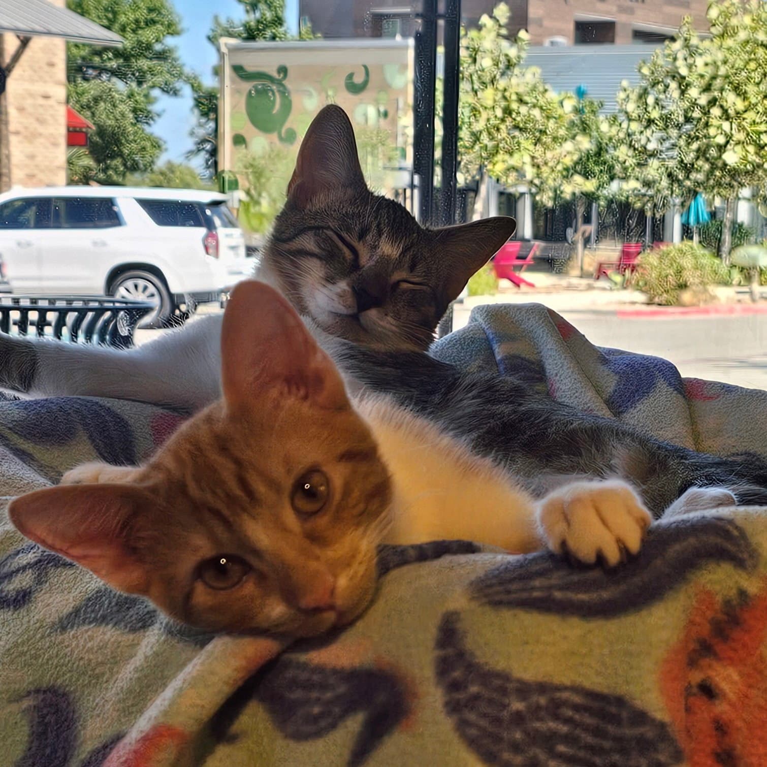 Lentil & Pinto