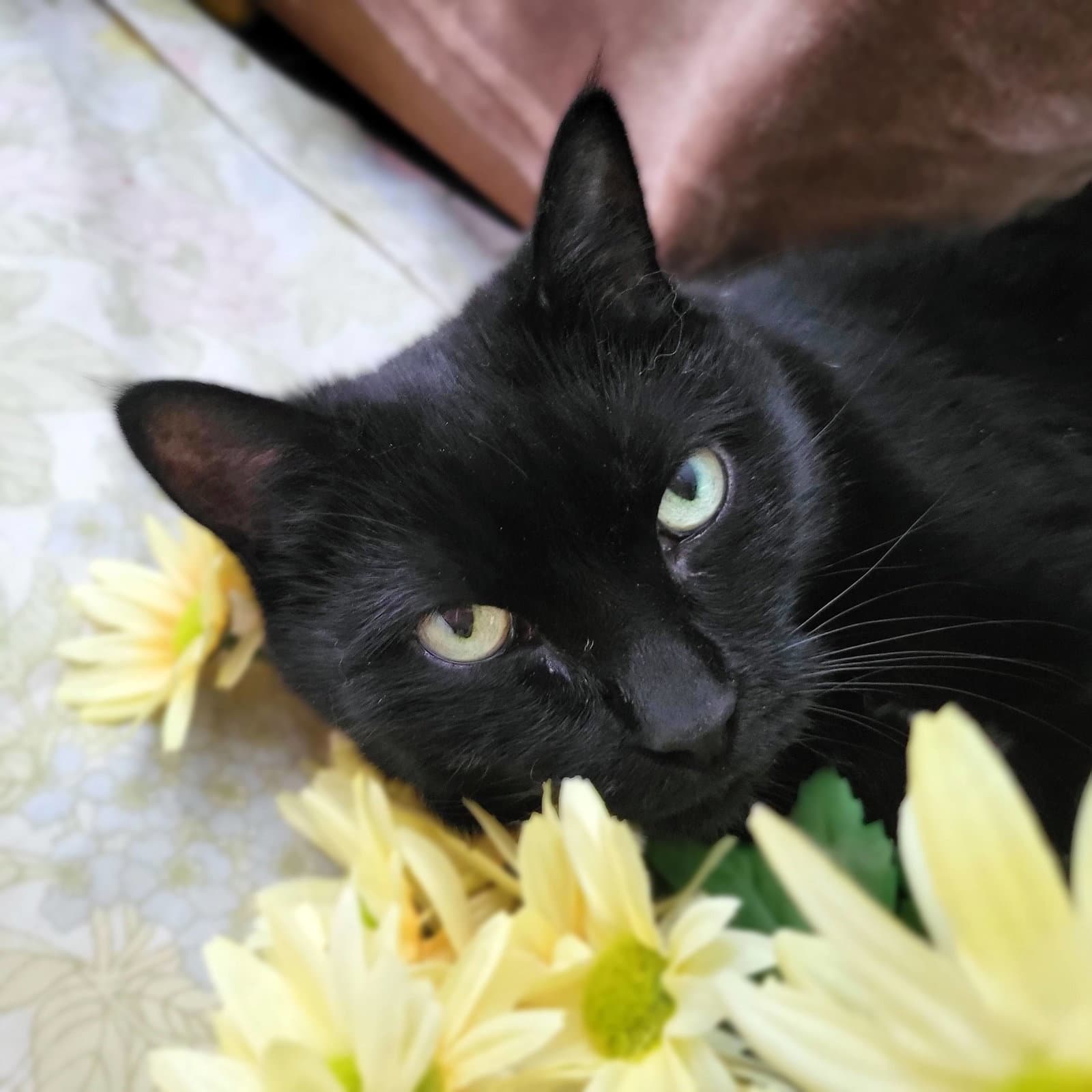 Ophelia