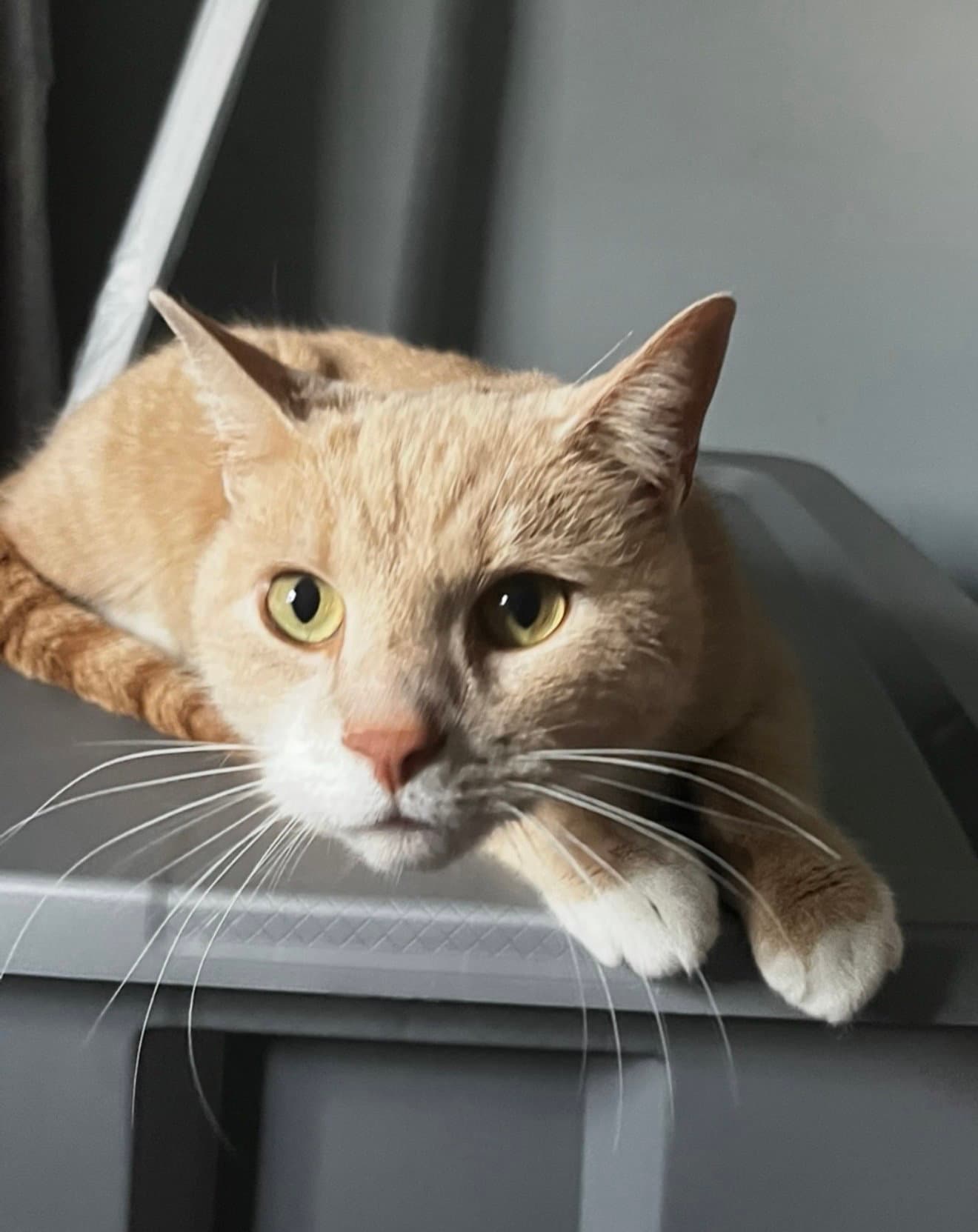 Vader (bonded with Cassie)