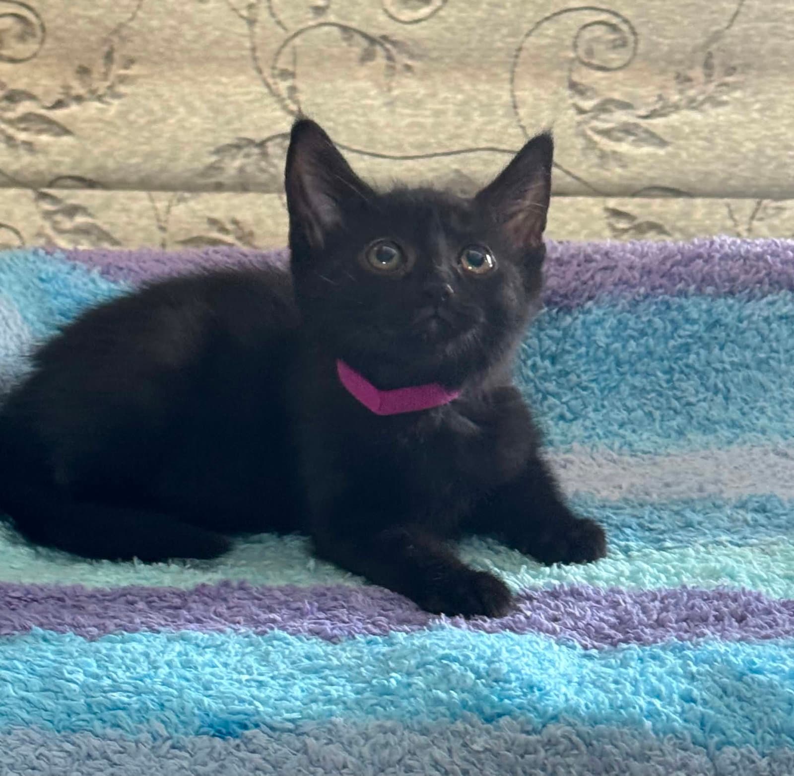 Sophia