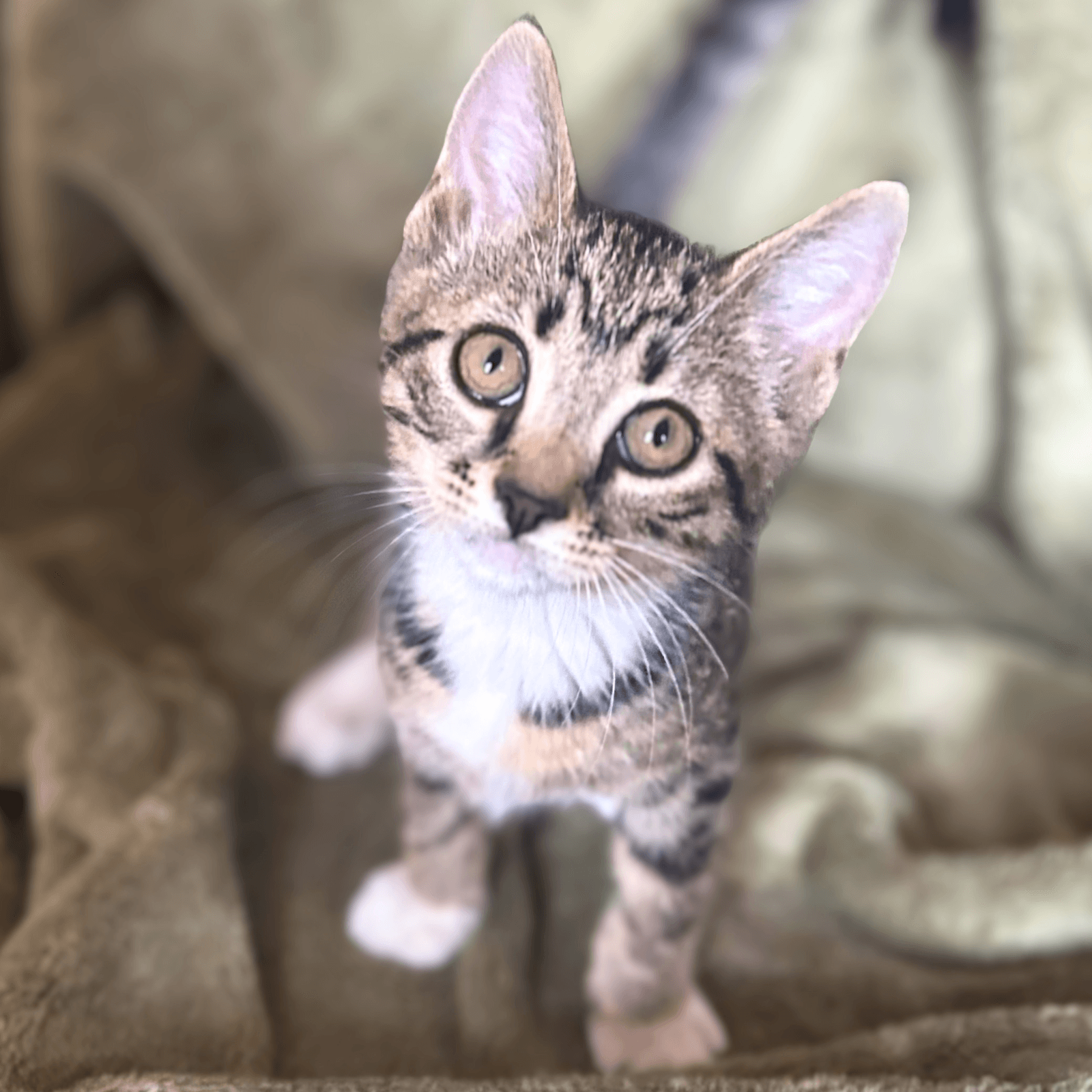 Bella
