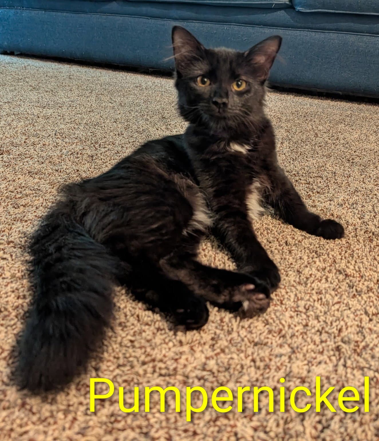 Pumpernickel
